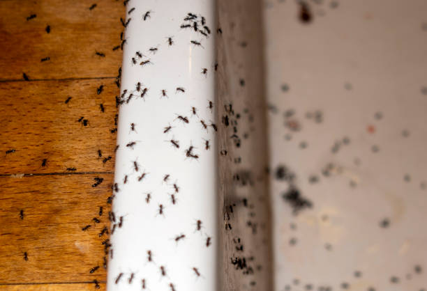 Best Mosquito Control Services  in Bamberg, SC